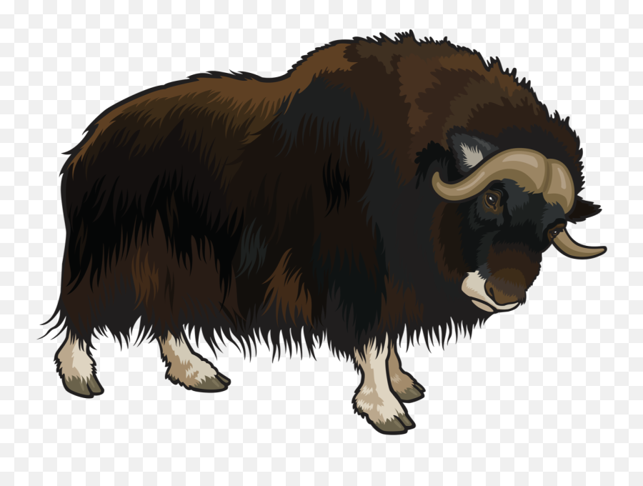 Yak Png Transparent - Clipart Buffalo Png,Bison Png