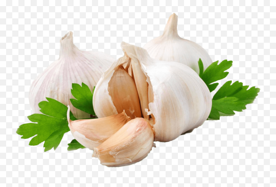 ajo cilantro png transparente garlic png free transparent png images pngaaa com pngaaa com