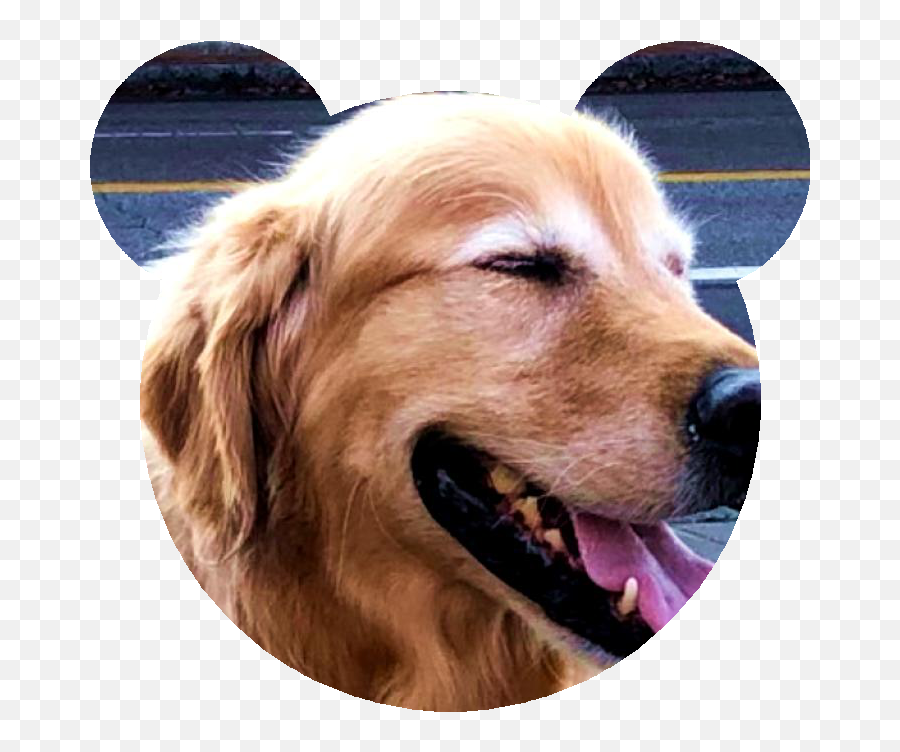 Whatu0027s The Most Simple Way To Crop A Circle Thumbnail From - Golden Retriever Png,Golden Retriever Transparent Background