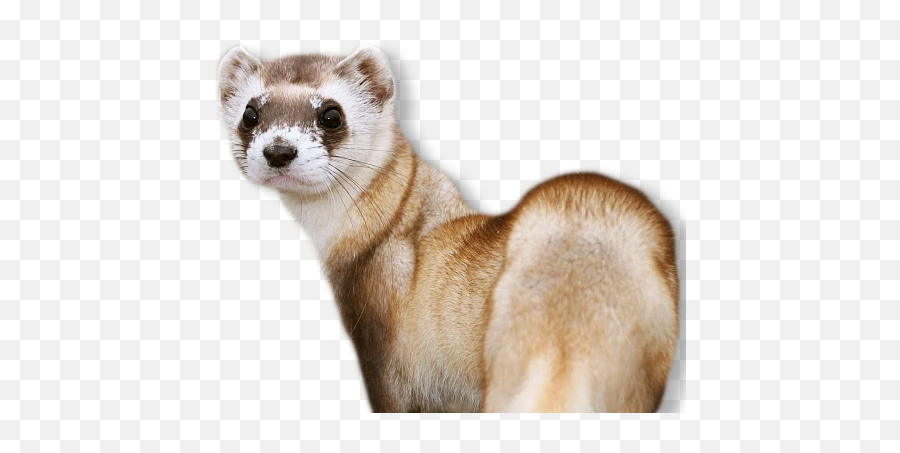 27 Ferret Png Images Are Free To Download - Black Footed Ferret Png,Weasel Png