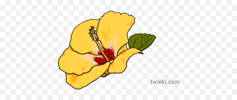 Hibiscus Illustration - Twinkl Black And White Flashcards For People Png,Hibiscus Png