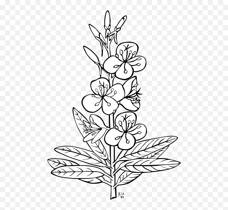 Artsymmetrymonochrome Png Clipart - Royalty Free Svg Png Flowering Plant Clipart Black And White,Anemone Png