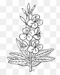 Artsymmetrymonochrome Png Clipart - Royalty Free Svg Png Flowering Plant Clipart Black And White,Anemone Png