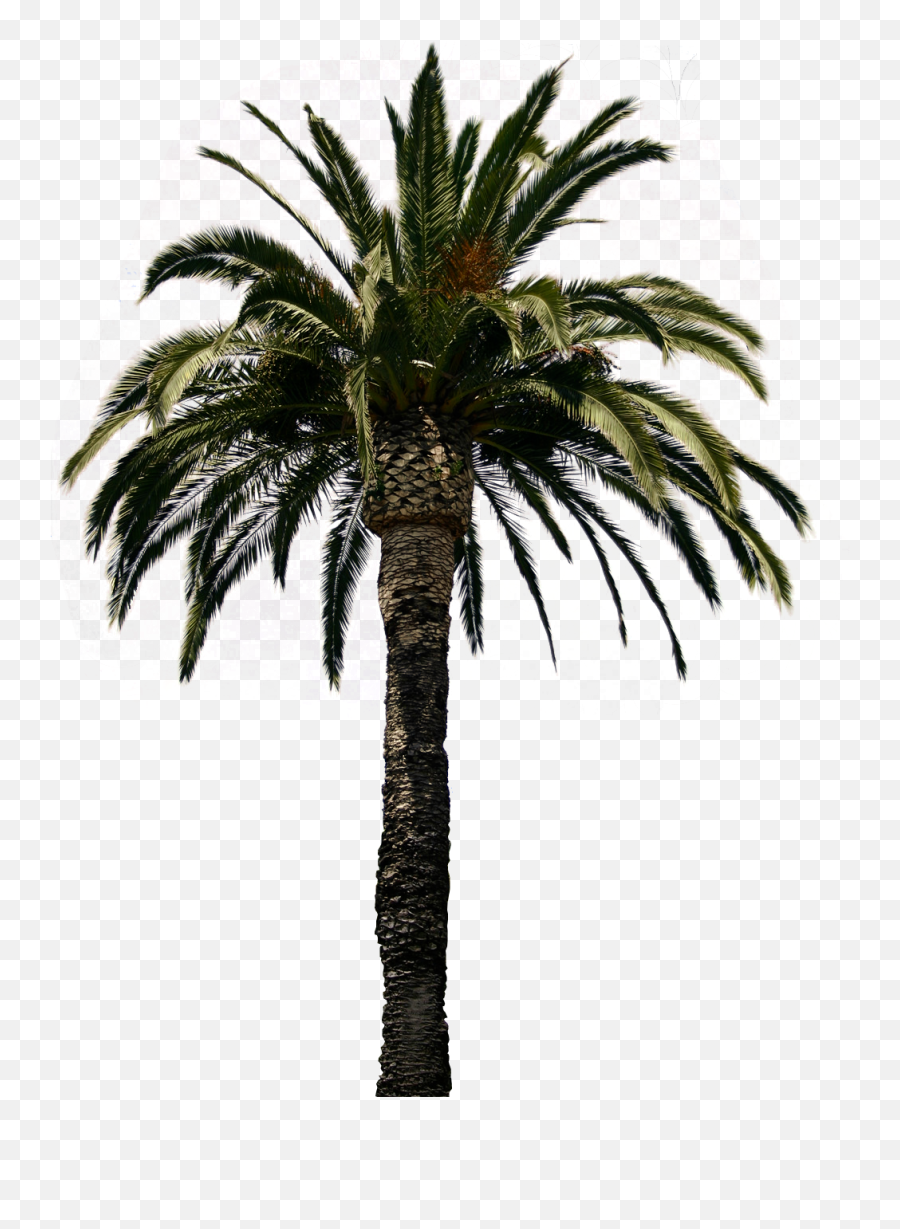 Real Palm Tree Transparent Png 43067 - Free Icons And Png Real Palm Trees Png,Palmtree Png