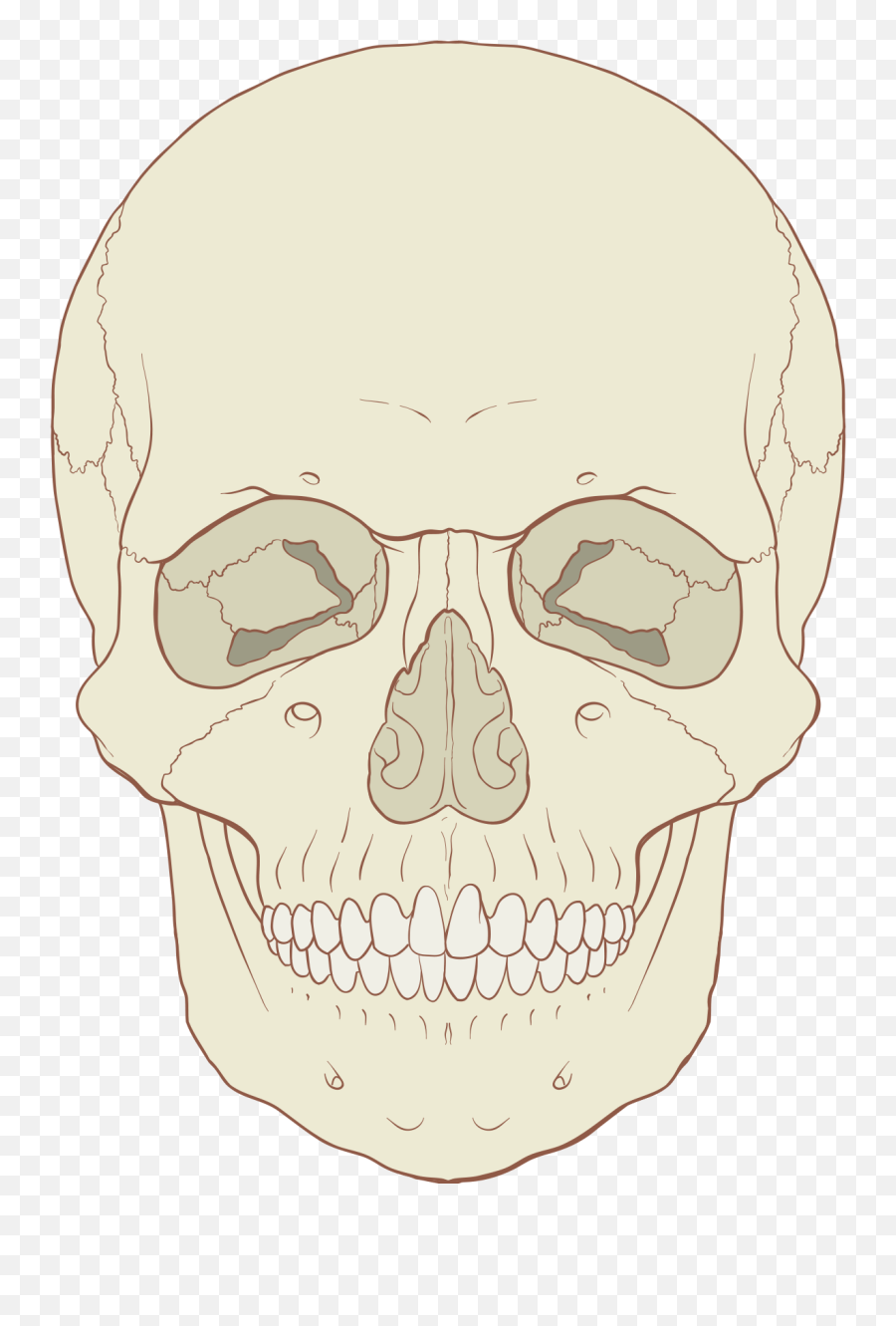 Fileskull Human Anterior Viewsvg - Wikipedia Anterior View Of Human Skull Png,Human Skull Png