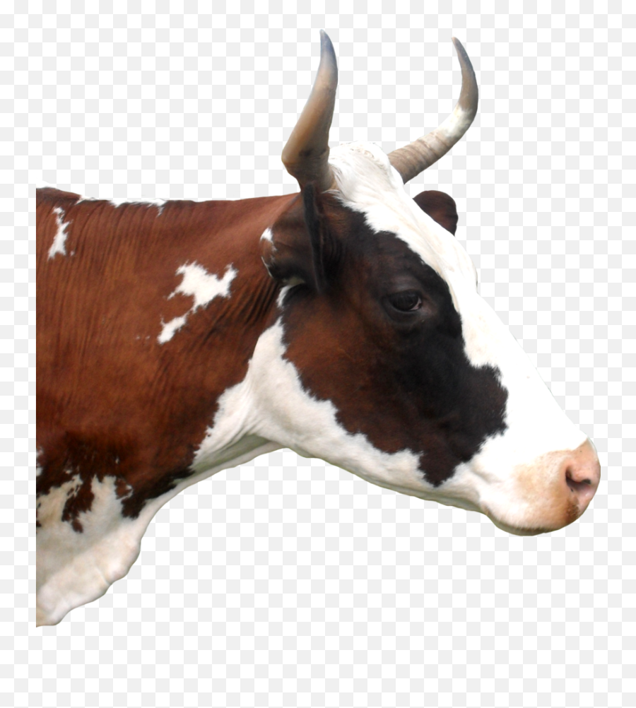 Cow Head Png - Dairy Cow,Cow Head Png - free transparent png images ...