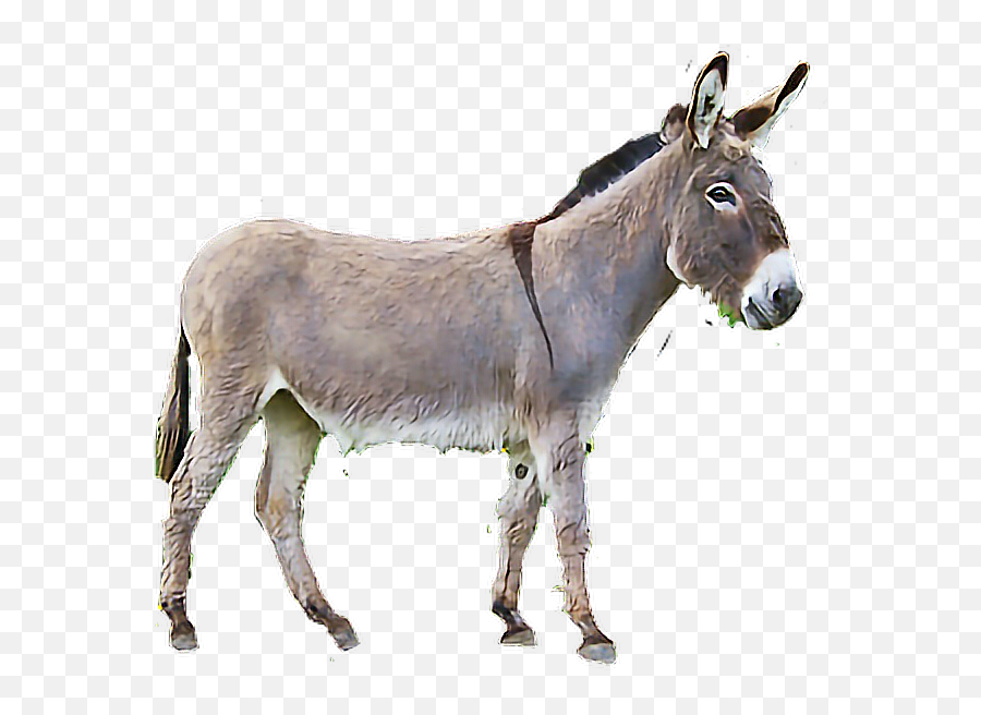 Download Burro Sticker - Burro Png,Burro Png