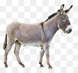 Download Burro Sticker - Burro Png,Burro Png