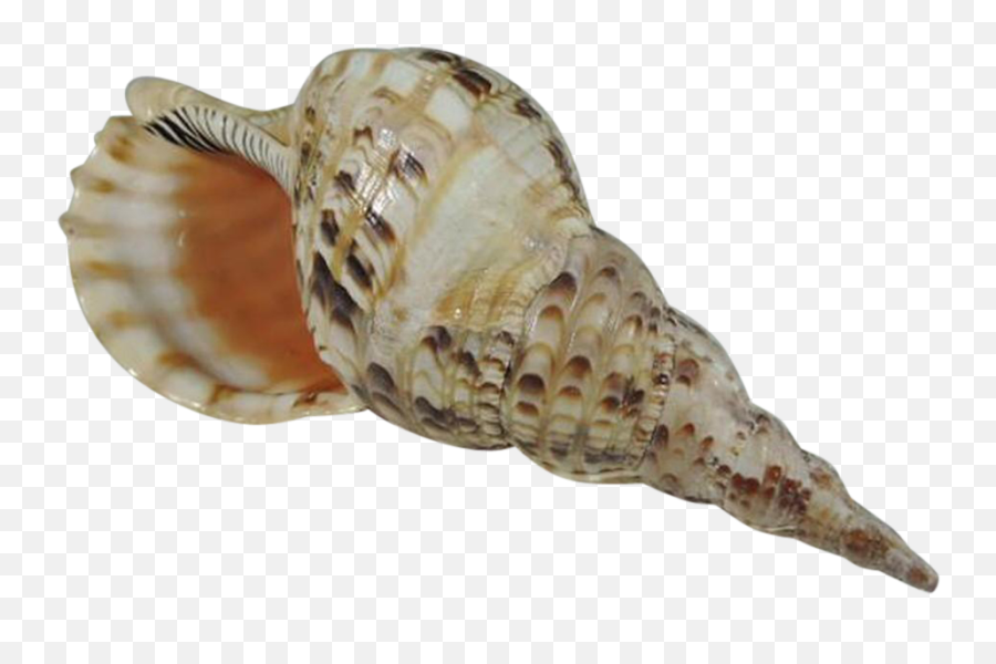 Download Conch Shell No Background - Conch Shell Transparent Background Png,Seashells Png
