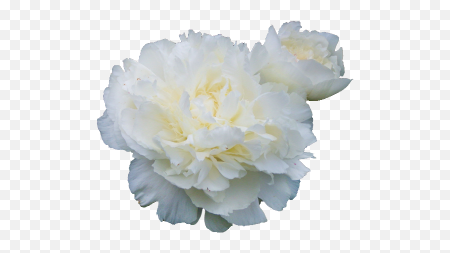 Flowers White - White Peonies No Background Png,White Flower Transparent