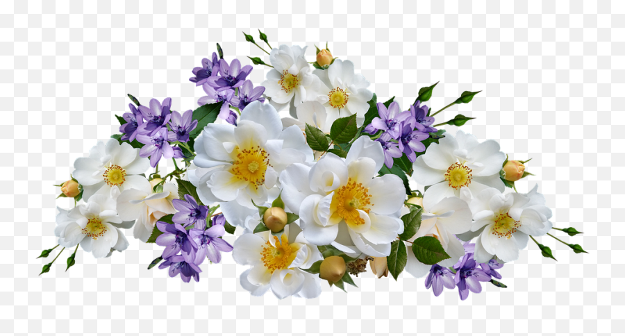 Flowers Roses White Mauve - Free Photo On Pixabay Background Bunga Putih Png,Bunga Png
