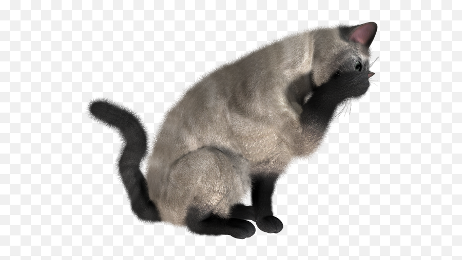 Cat Eating Png Images Download - Cat High Resolution Png,Eating Png