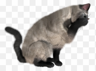 Cat Eating Png Images Download - Cat High Resolution Png,Eating Png