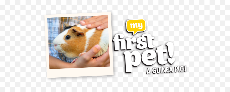 My First Guinea - Hamster Png,Guinea Pig Png