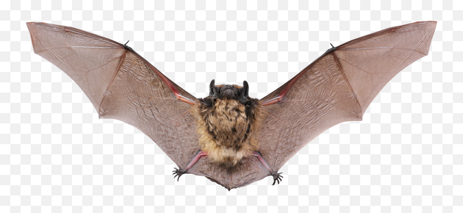 Download Flying Bat Png Image For Free - Animals Live In Cave,Bat Transparent