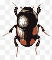 Volkswagen Beetle Clip Art - Bugs Png Download 20672400 Beetle Clipart,Bugs Png