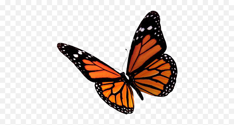 Pictures Free Icons And Backgrounds Png - Monarch Butterfly Transparent Background,Butterfly Transparent