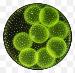 Download Sea Algae - Information Of Algae Png,Algae Png