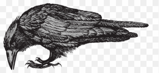 Colorado Wolf And Wildlife Center - California Condor Png,Raven Png