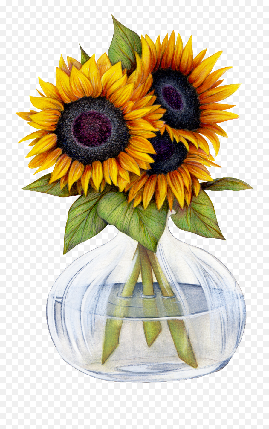Download Beautiful Sunflower Flower Png Transparent - Want Sunflowers Pics Clip Art,Transparent Sunflower