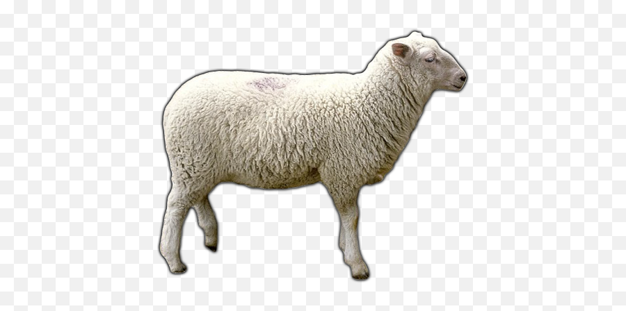 Sheep Png - Transparent Background Sheep Png,Sheep Png