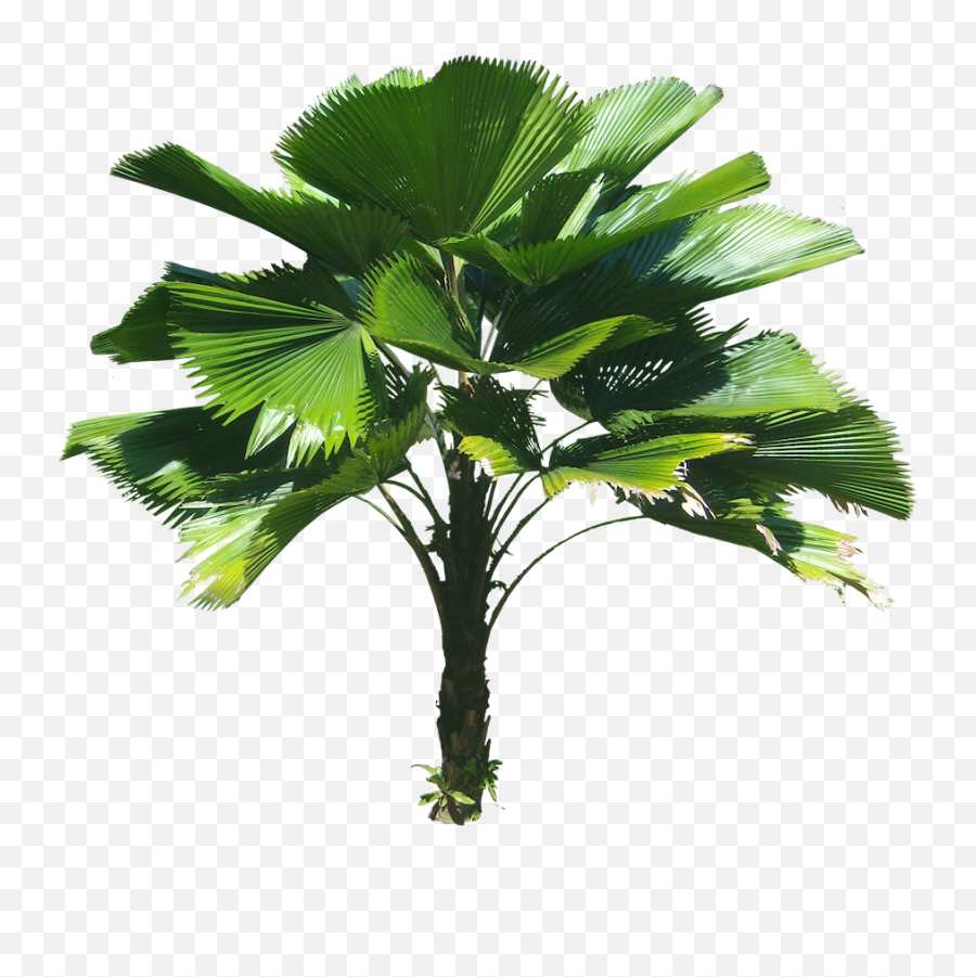 Licuala Grandis Palm Png - Licuala Grandis Palm Png,Palm Png