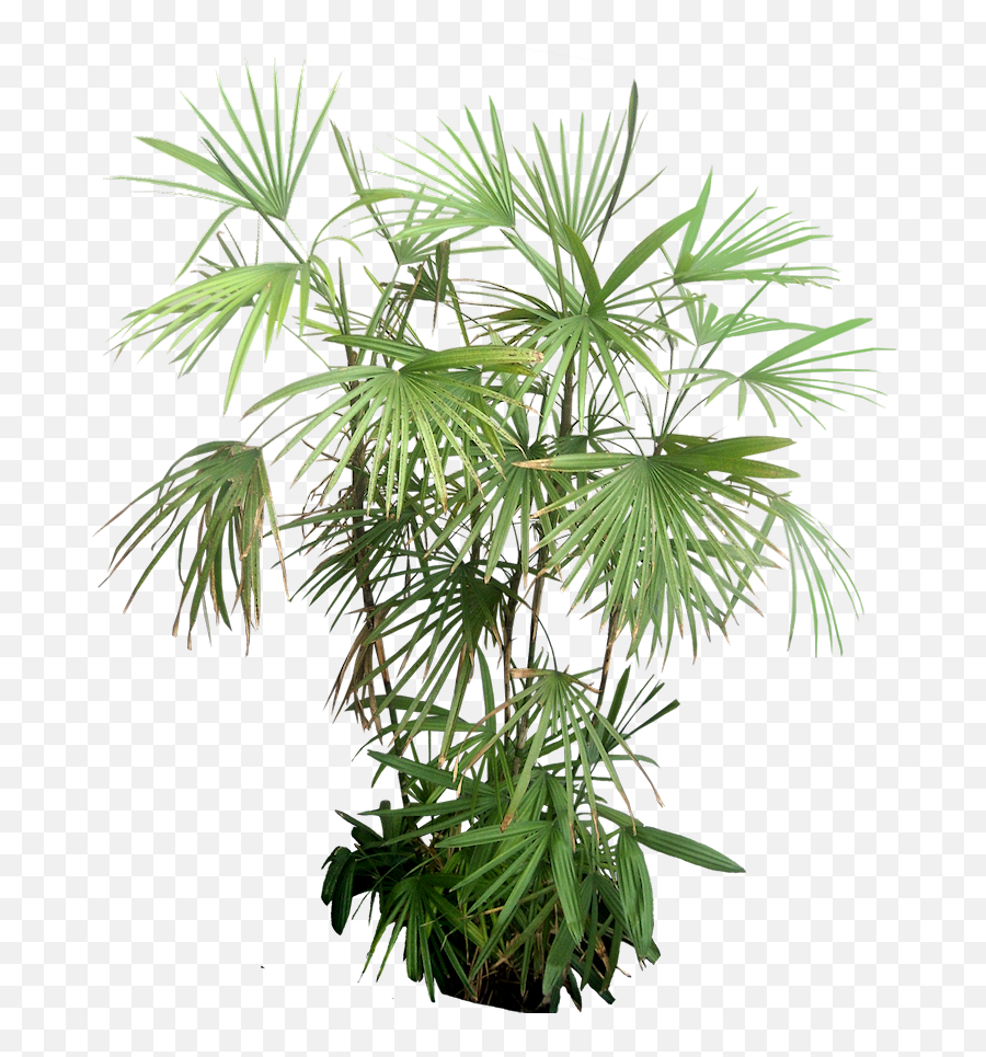 Indoor Tropical Plants - Rhapis Humilis In Pot Png,Tropical Plants Png