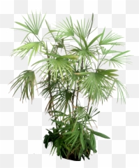 Indoor Tropical Plants - Rhapis Humilis Pot Png