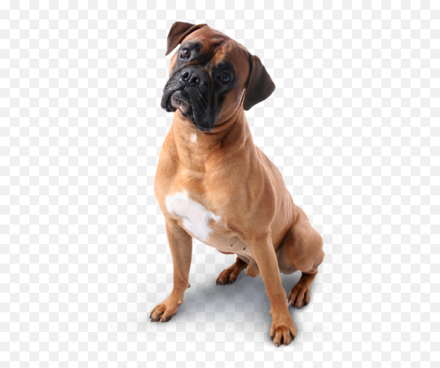 Dog Png Image Free - Transparent Background Boxer Dog Png,Dog Png