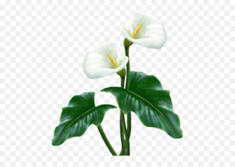 White Flower Free Images - Vector Clip Art Calla Lily Png With Transparent Background,White Flowers Png