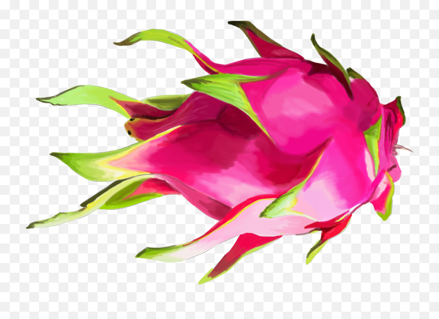 Home - Crenate Orchid Cactus Png,Dragonfruit Png