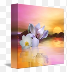 Floating Anemone And Magnolia By Anne Vis - Sacred Lotus Png,Anemone Png