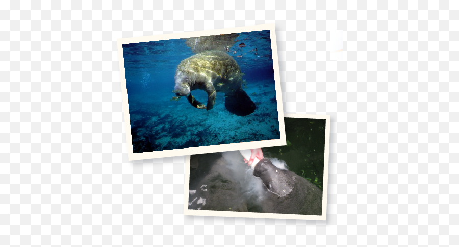 Manatee Health And Conservation Summer Aquatic Animal - Manatees College Png,Manatee Png