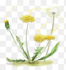 Hd Dandelion Transparent Watercolor - Watercolour And Ink png