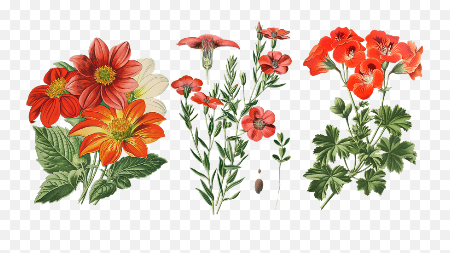 Vintage Flowers Dahlia Cut - Free Image On Pixabay Vintage Cut Out Flowers Png,Vintage Transparent