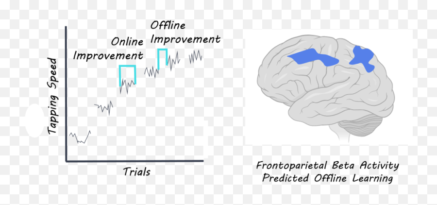 Early Skill Learning Occurs Predominantly Transparent PNG