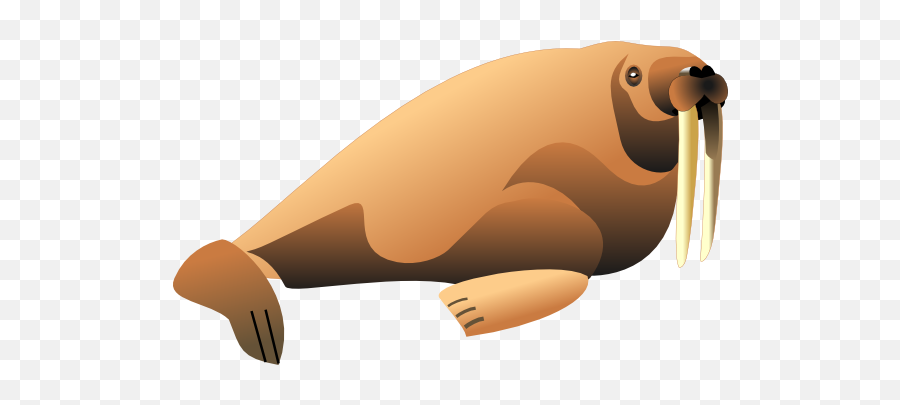Walrus Png Picture - Walrus Clipart Png,Walrus Png