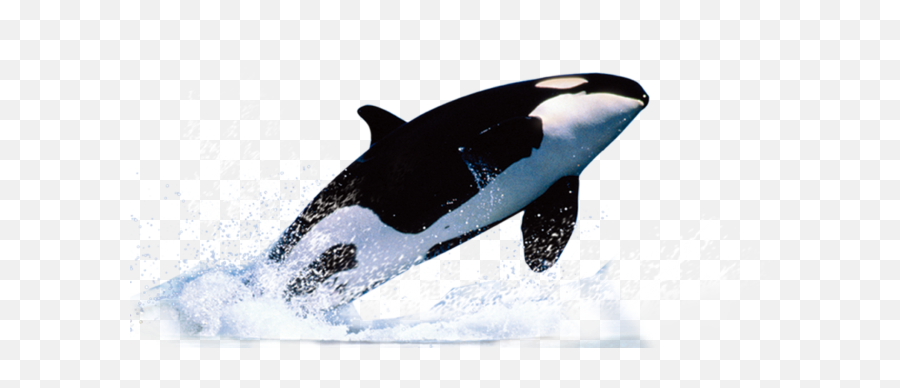 78 - Killer Whale Png,Killer Whale Png