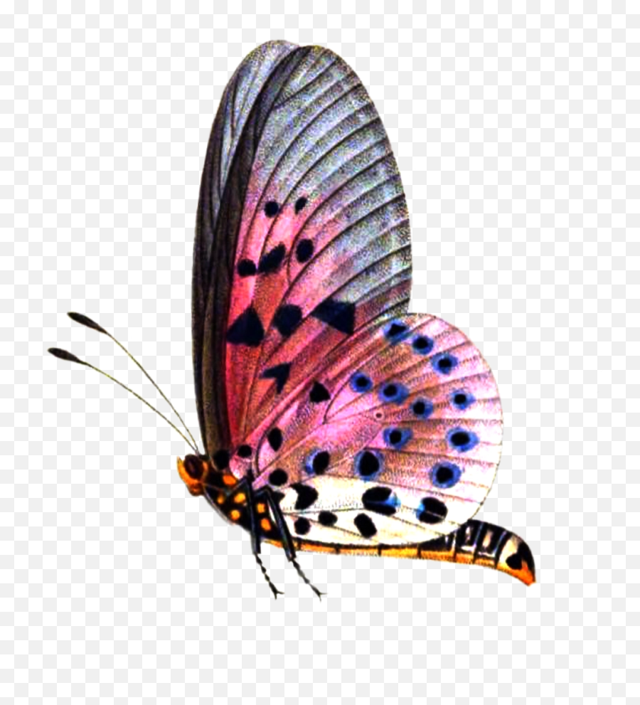 Download Free Png Butterflies Transparent Pictures - Png Format Butterfly Png,Butterflies Transparent