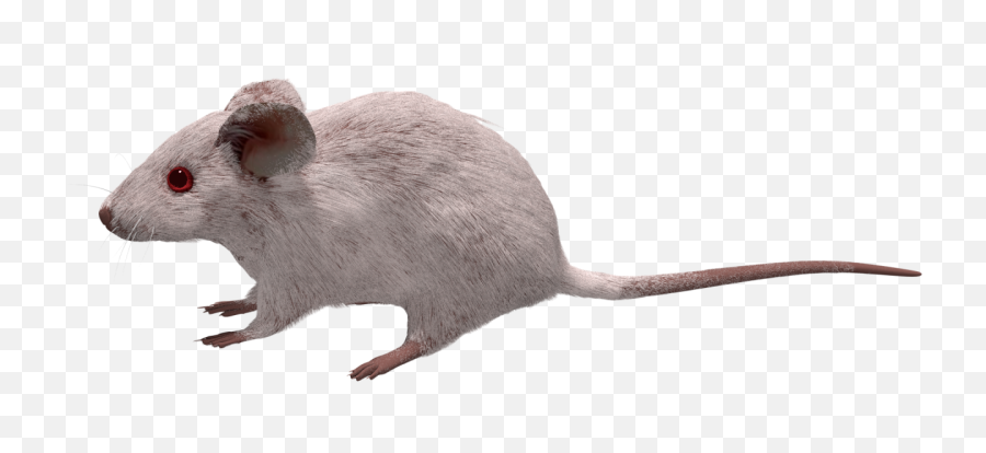 File201707 Mouse 3d Whitesvg - Wikimedia Commons 3d Mouse Vector Png,Rodent Png