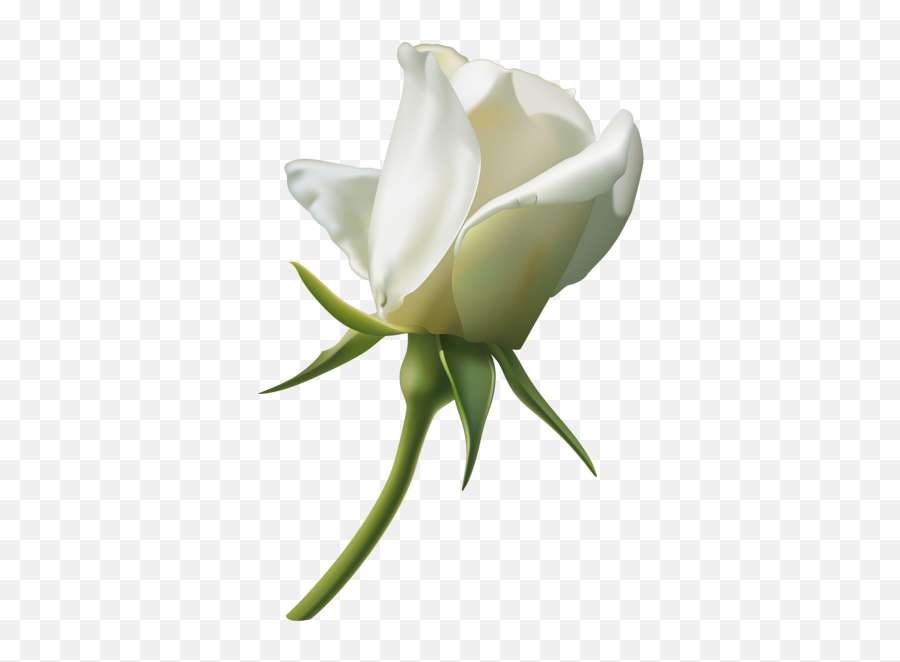 Single White Rose Png Image - Single White Rose Png,Single Rose Png