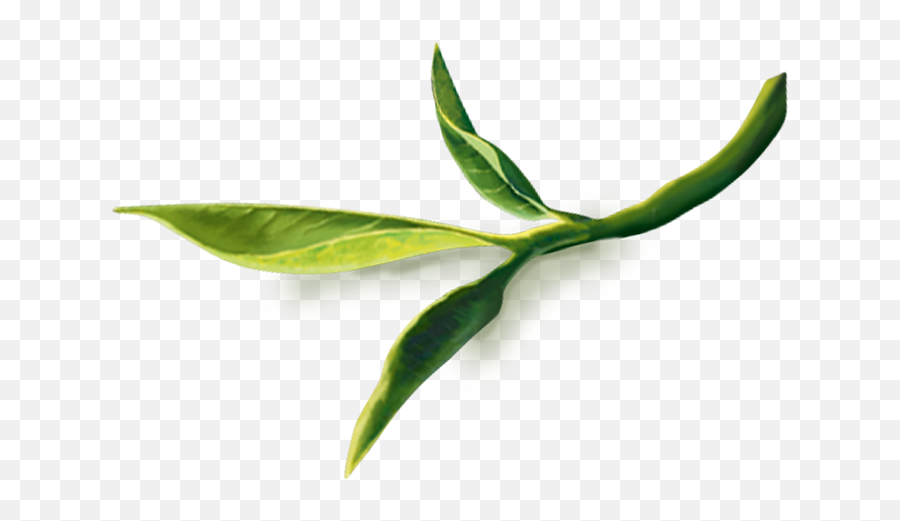 Download Red Tea Leaf Png Image - Fresh,Tea Leaf Png