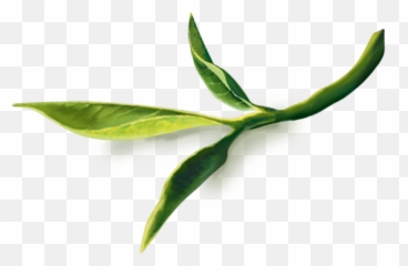 Download Red Tea Leaf Png Image - Fresh