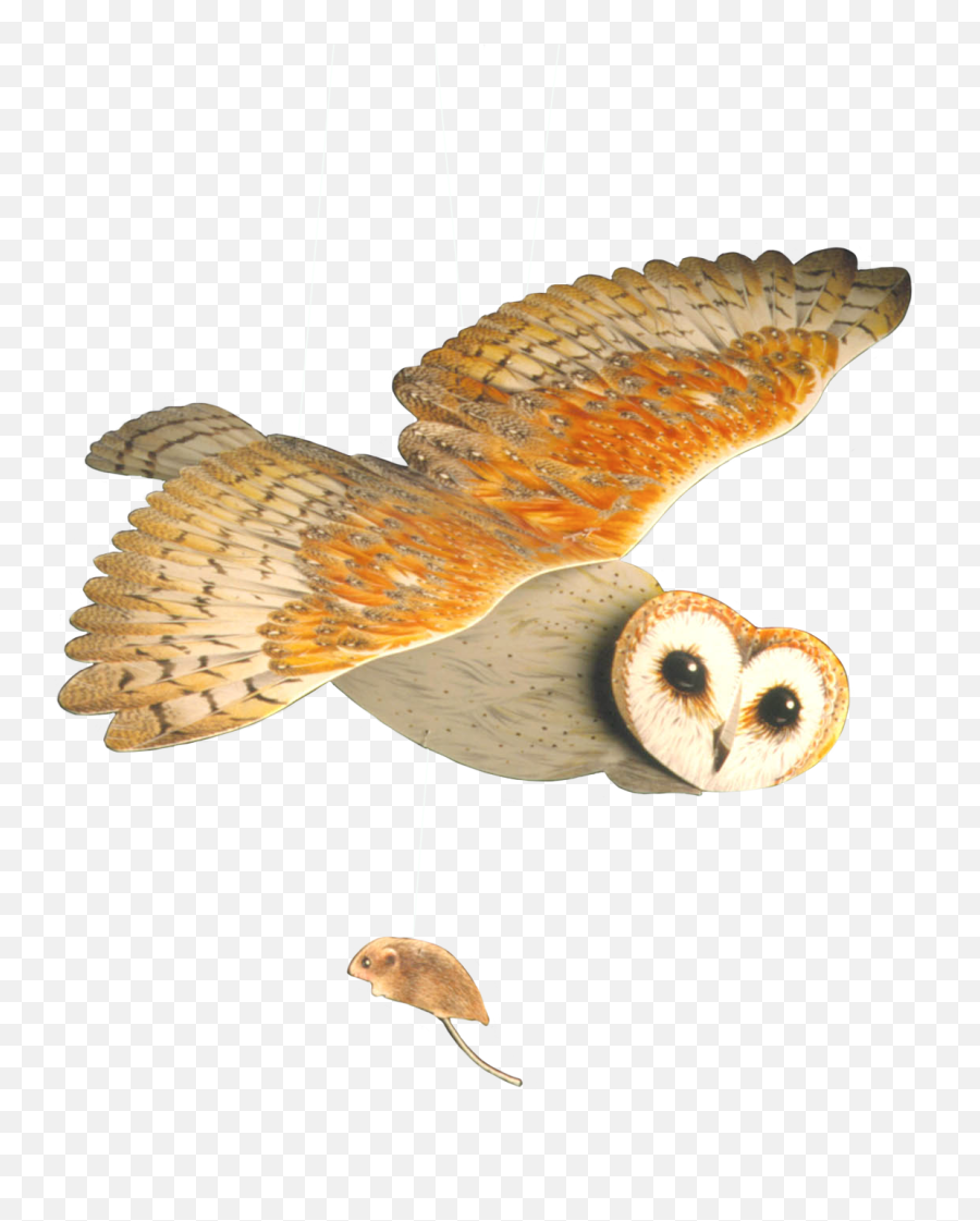 Download Barn Owl Mobile - Soft Png,Ovo Owl Png