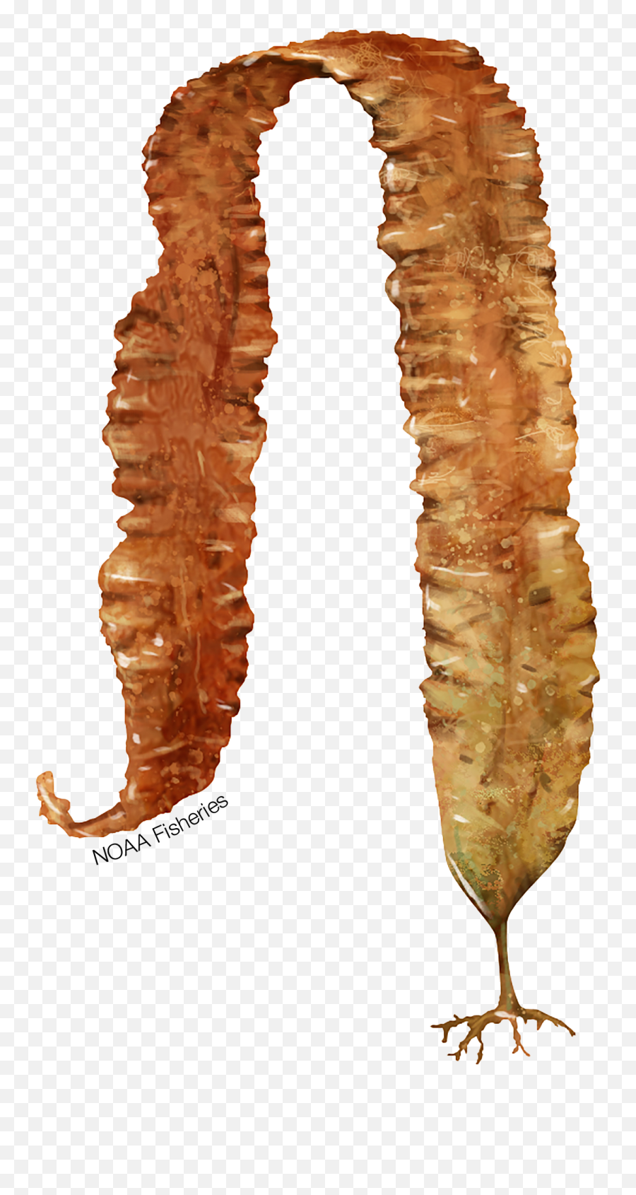 Sugar Kelp Fishwatch Profile - Sugar Kelp Saccharina Latissima Png,Kelp Png