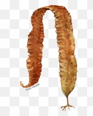 Sugar Kelp Fishwatch Profile - Sugar Kelp Saccharina Latissima Png,Kelp Png