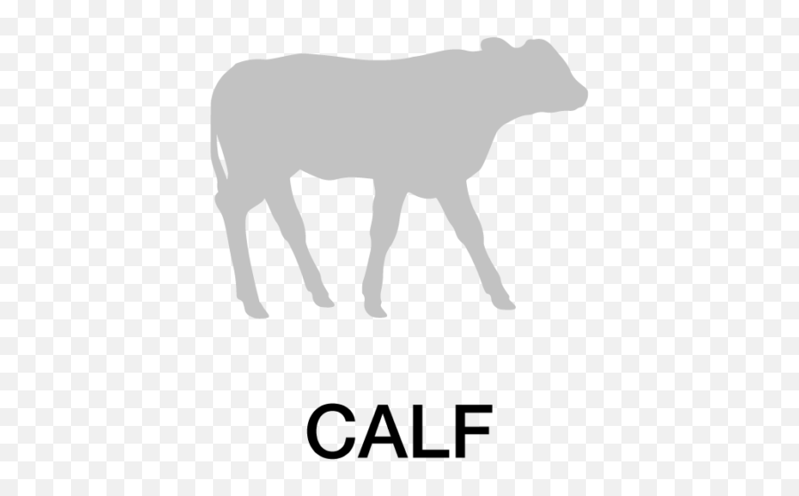 Beef Products - Hipro Feeds Shop Beef Products Now Animal Figure Png,Cattle Icon