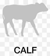 Beef Products - HiPro Feeds Shop Now Animal Figure png