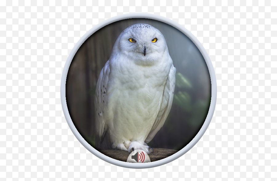 Owl Sounds Apk 20 - Download Free Apk From Apksum Snowy Owl Png,Free Owl Icon