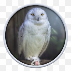 Owl Sounds Apk 20 - download free apk from APKSum Snowy png